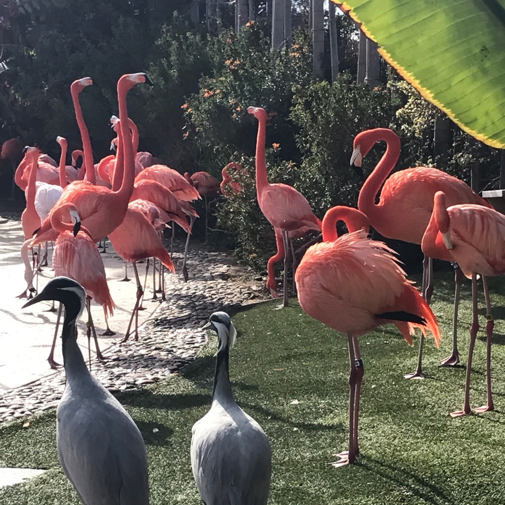 Meet your Posher, Carolina